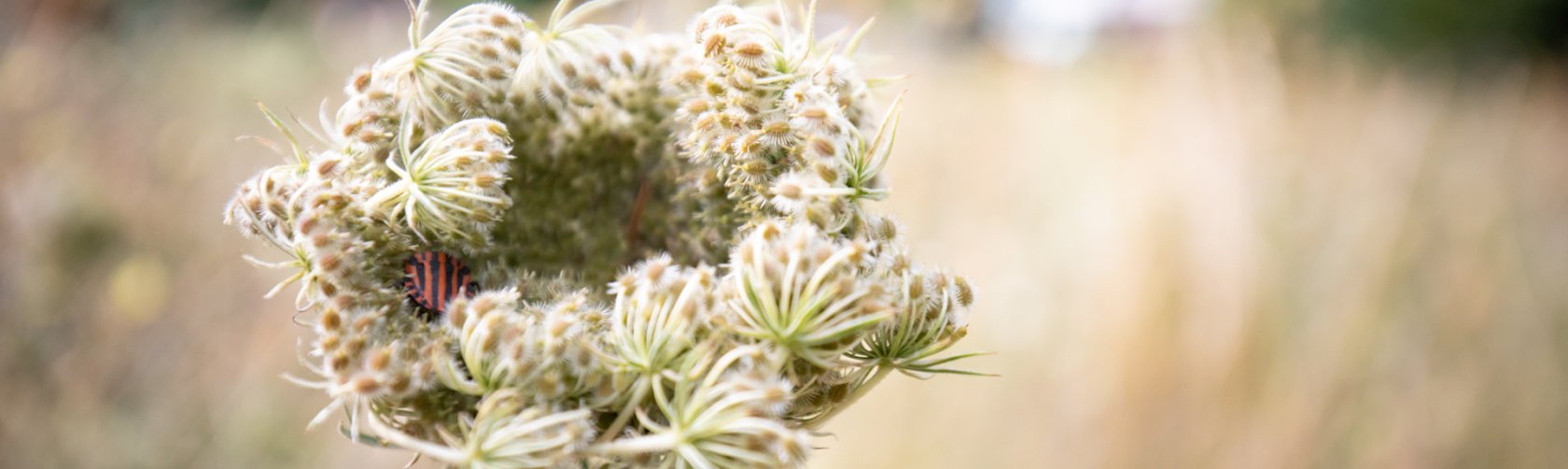 Ville d'Onex - Agir pour le climat