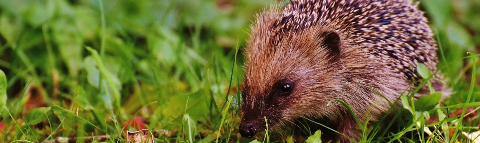 Ville d'Onex - Charte des jardins