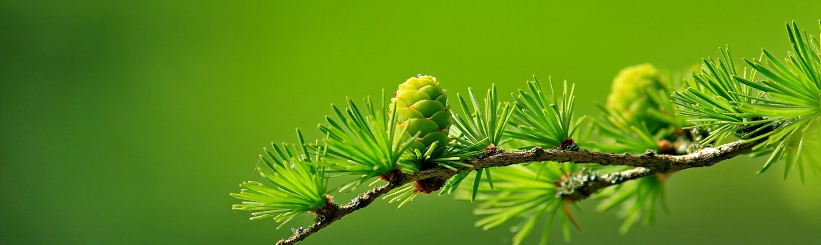 g_larch-163340_1920