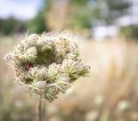 Ville d'Onex - Agir pour le climat