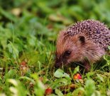 Ville d'Onex - Charte des jardins