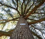 Ville d'Onex - Patrimoine arboré