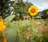 Ville d'Onex - Potager Evaux 5